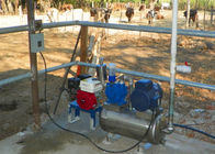 Máquina de ordenha portátil de alumínio do balde das vacas/carneiros com cubeta sanitária