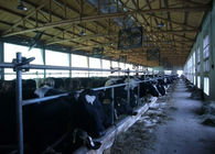 Sala de estar de ordenha da vaca/cabra do encanamento com uma canalização do transporte do leite
