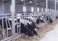 Headlocks humanizados da vaca de leiteria, fechamento principal do gado grávido flexível