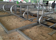 a vaca galvanizada espessura da tubulação de 3mm para livre para explorações agrícolas da vaca de leiteria