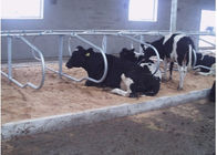 Tipo tenda livre da fileira do dobro da exploração agrícola de leiteria da vaca com espaçar do gado de 1.20m